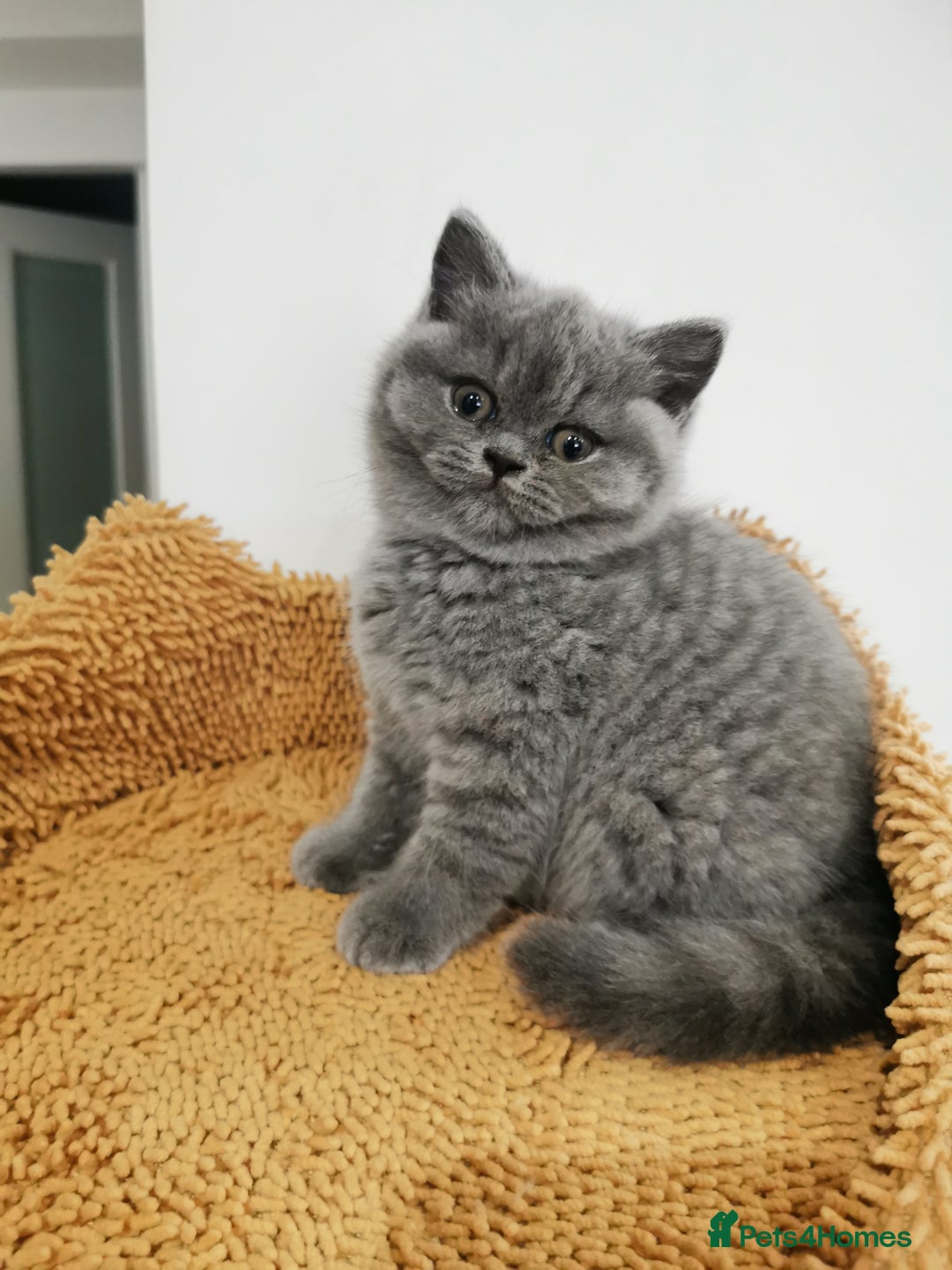British Shorthair cats for sale: BSH🇬🇧👑🇬🇧💙British Shorthair girl😻💙 Gccf  - Image 14