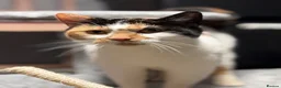 British Shorthair cats for sale: Calico girl for sale - Advert 2