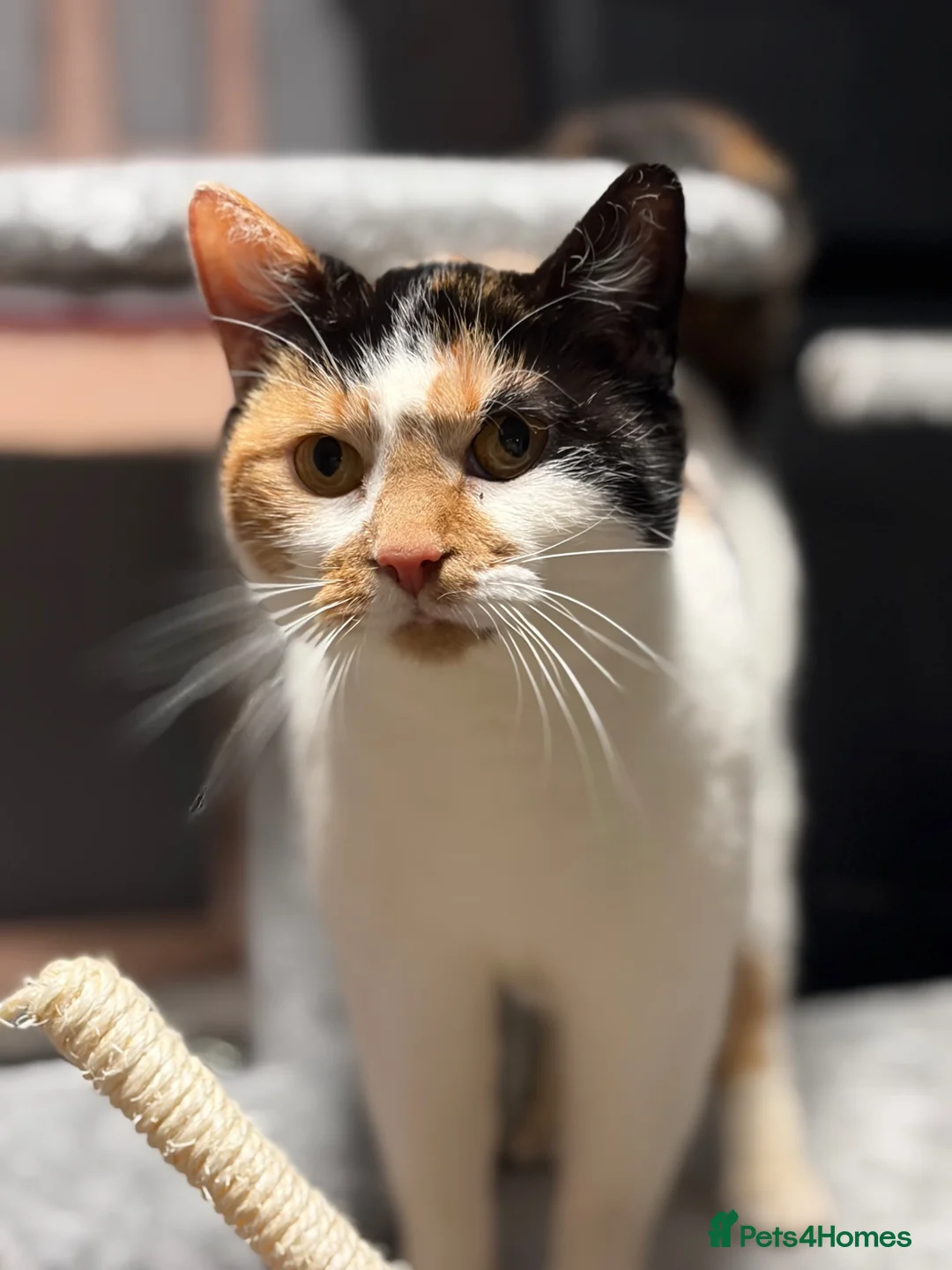 British Shorthair cats for sale: Calico girl for sale - Advert 2