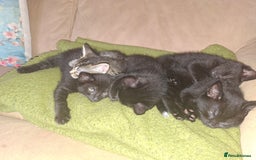 Mixed Breed cats for sale: 5 beautiful kittens looking for their forever home - Image 5