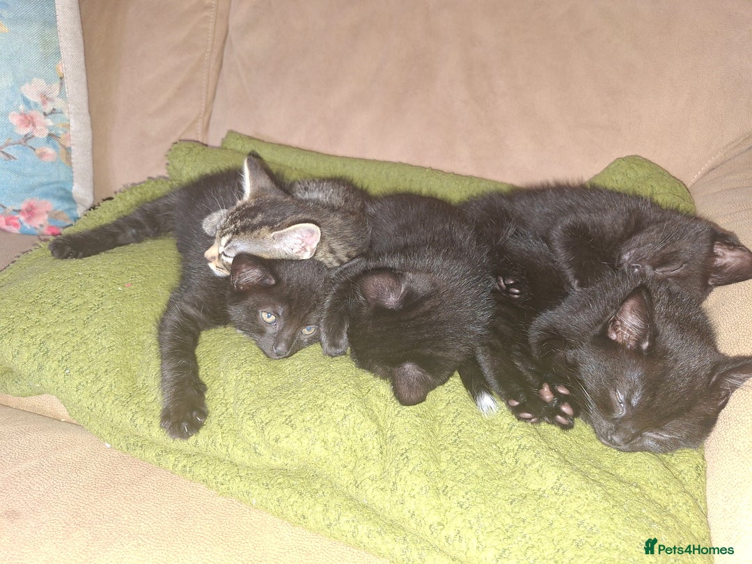 Mixed Breed cats for sale: 5 beautiful kittens looking for their forever home - Image 5