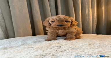 Australian Labradoodle dogs - Advert 14