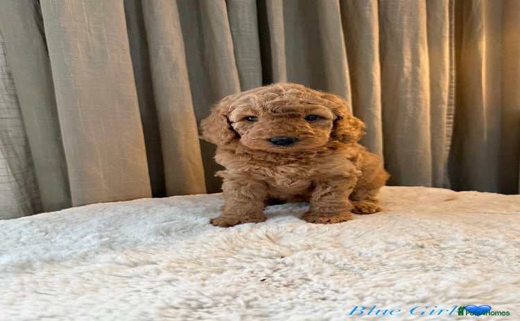 Australian Labradoodle dogs - Advert 1