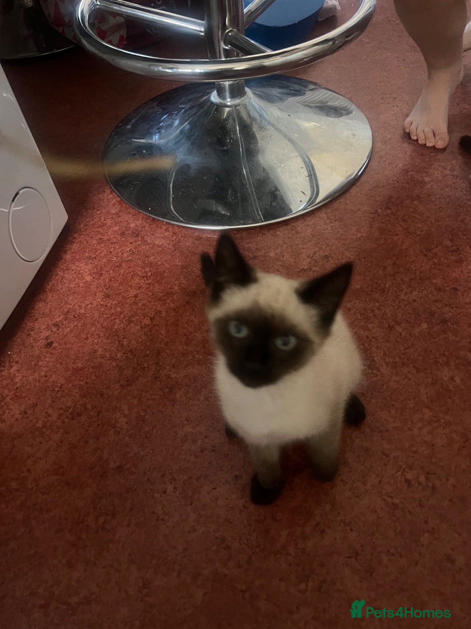 Ragdoll cats Ragdoll X Siamese Kittens.  - Advert 1