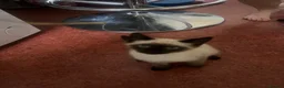 Ragdoll cats for sale: Ragdoll X Siamese Kittens.  - Advert 1