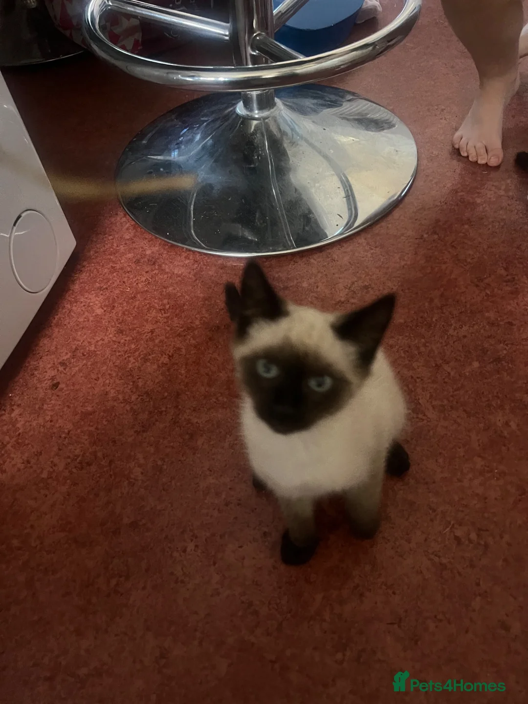 Ragdoll cats for sale: Ragdoll X Siamese Kittens.  - Advert 1