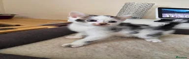 Kitten 3