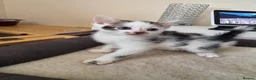 Mixed Breed cats for sale: READY NOW Bengal cross kittens  - Advert 5