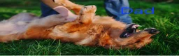 Golden Retriever dogs for sale: Golden Retriever Puppies - Advert 5