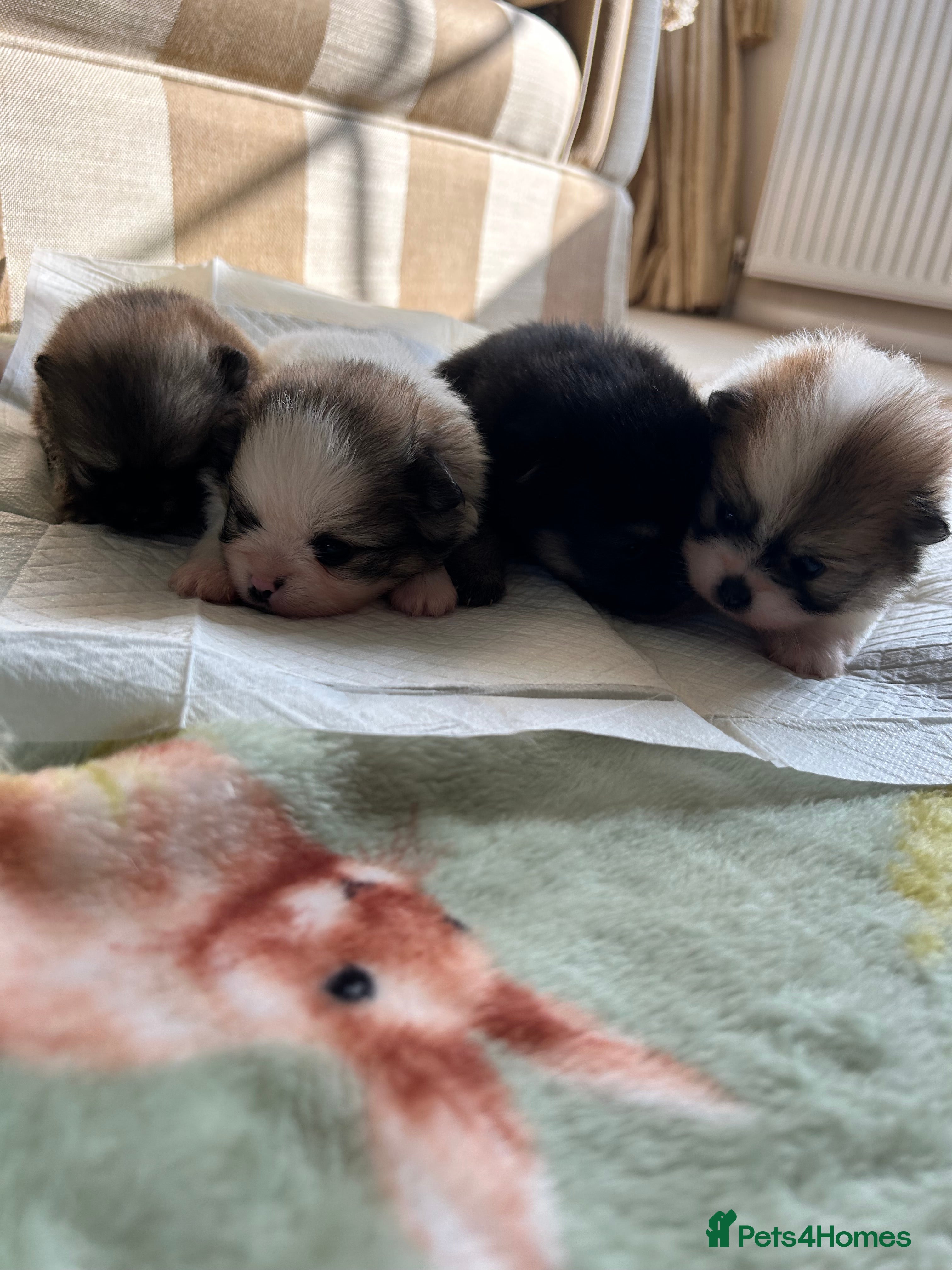 Pomeranian dogs Rainbow litter all different colors and markings  - Advert 7