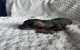 Miniature Dachshund dogs for sale: 3 gorgeous miniature dachshund girls  - Advert 6