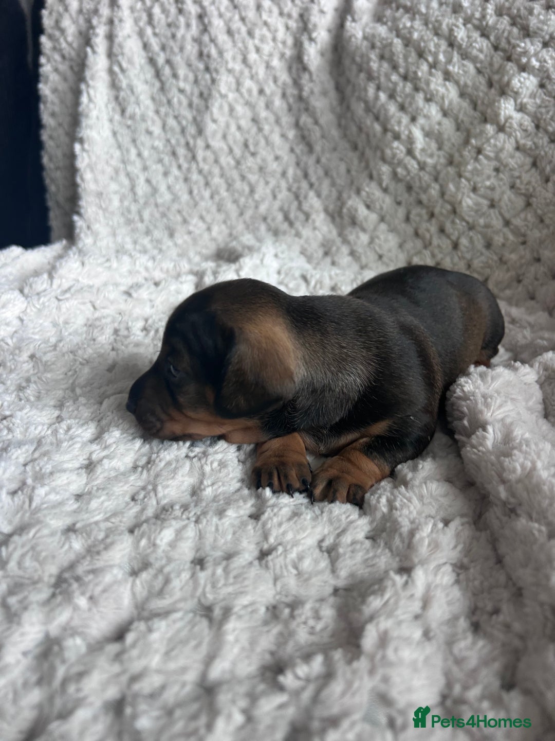 Miniature Dachshund dogs for sale: 3 gorgeous miniature dachshund girls  - Advert 6