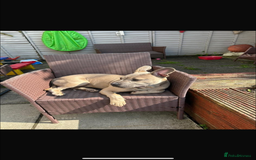 Mixed Breed dogs for sale: Blue  - Image 1