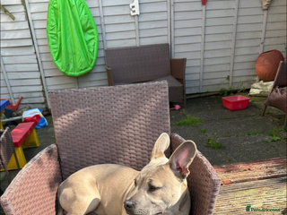 Mixed Breed dogs - Advert 19