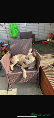 Mixed Breed dogs - Advert 17