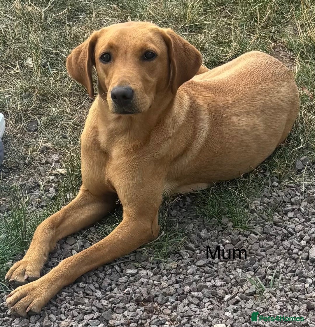 Labrador Retriever dogs for sale: Fox red Labrador puppies - Image 5