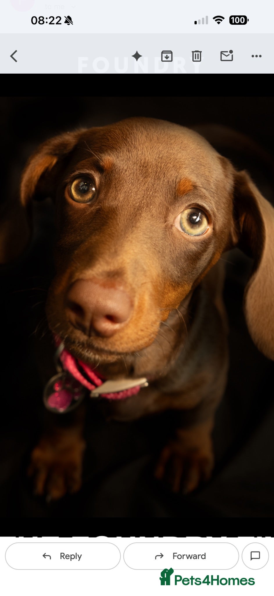 Dachshund dogs Reluctant rehoming - Advert 8