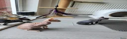 Sphynx cats for sale: Have 3 beautiful Canadian Sphynx - Advert 13