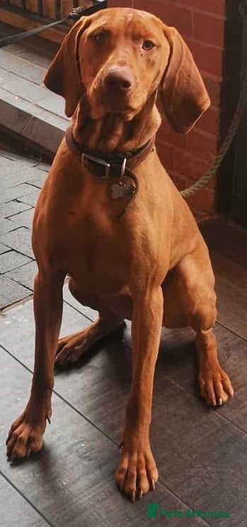 Hungarian Vizsla dogs for sale: Hungarian Vizsla Female - Advert 4