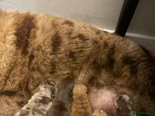 Chow Chow dogs Chow Puppies - Advert 3