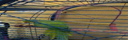 Ringnecks birds for sale: Indian ring neck parrot  in Saint Helens - Advert 6