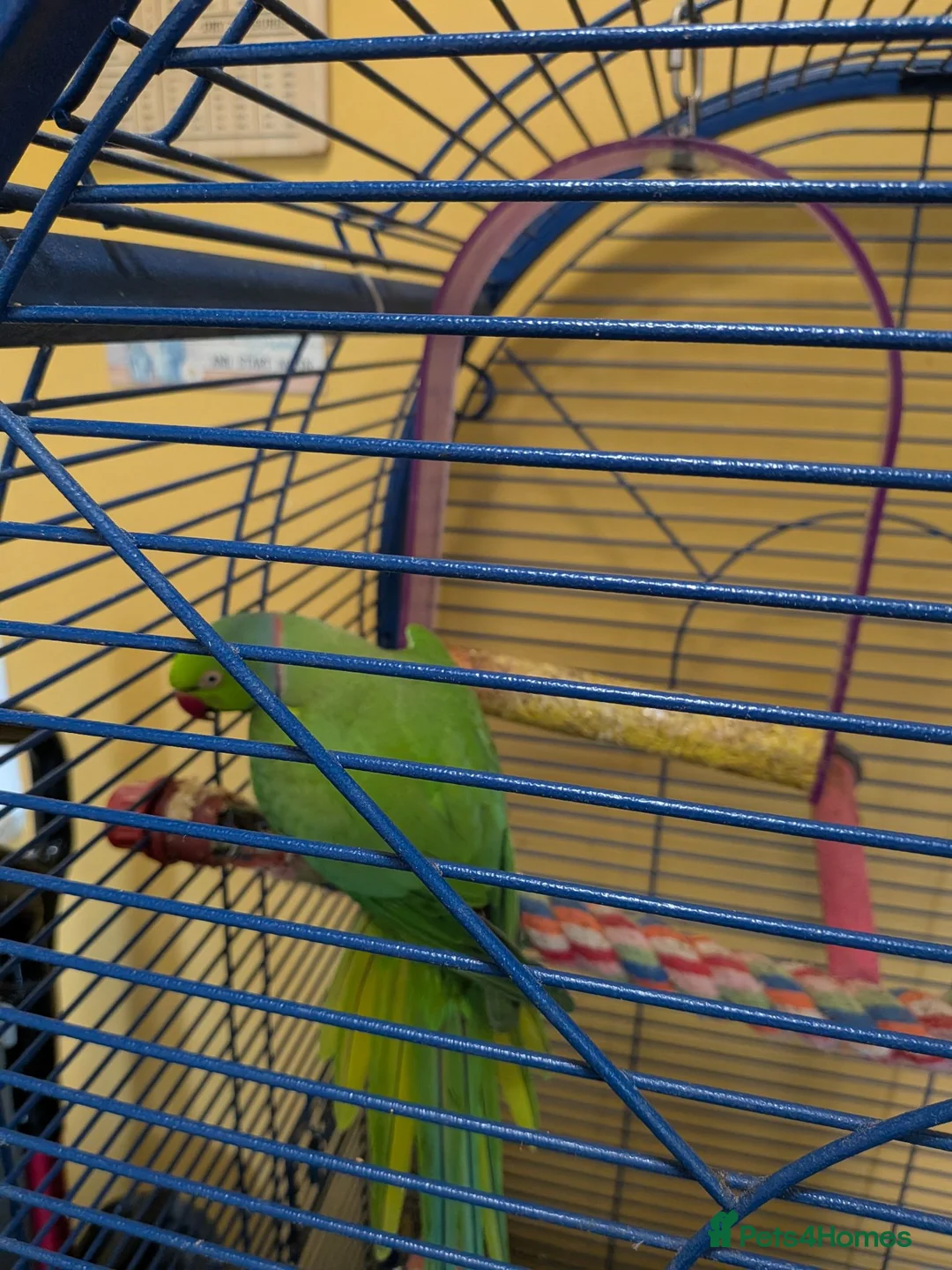 Ringnecks birds for sale: Indian ring neck parrot  in Saint Helens - Advert 6