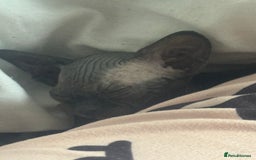 Sphynx cats for sale: 3 beautiful sphynx kittens  - Image 7