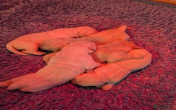 Golden Retriever dogs for sale: KC Golden Retriever Puppies for sale (4 boys left) - Image 1