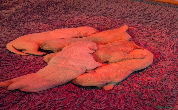 Golden Retriever dogs - Advert 13