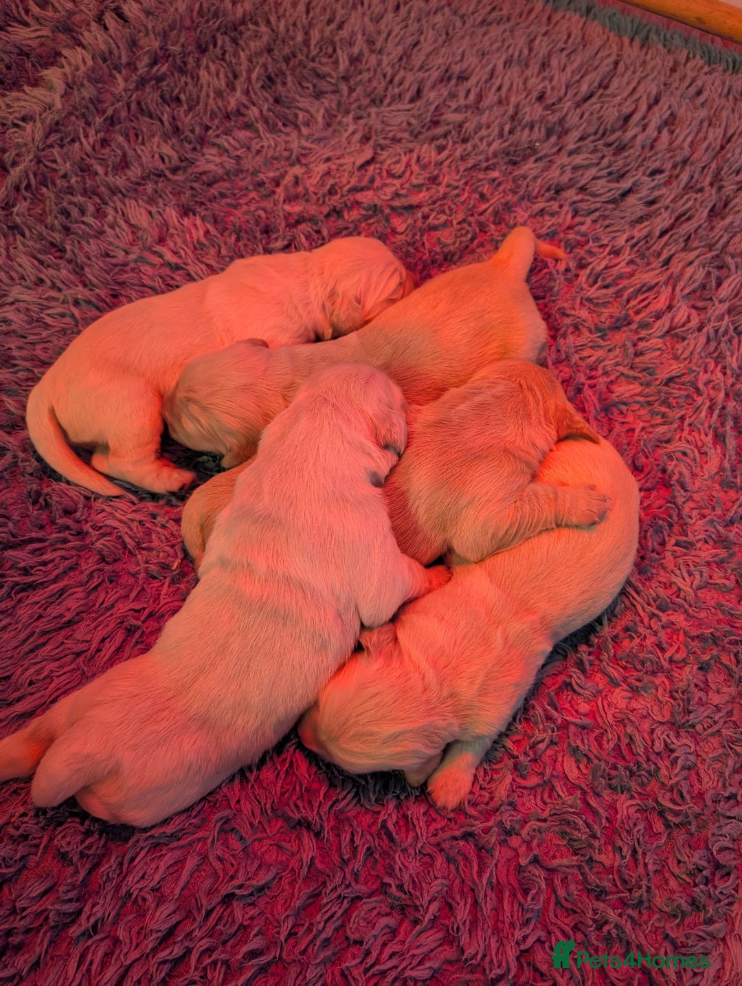 Golden Retriever dogs for sale: KC Golden Retriever Puppies for sale (4 boys left) - Image 1