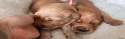 Golden Retriever dogs for sale: KC Golden Retrievers - Health Tested & Home Raised in Trowbridge - Advert 21