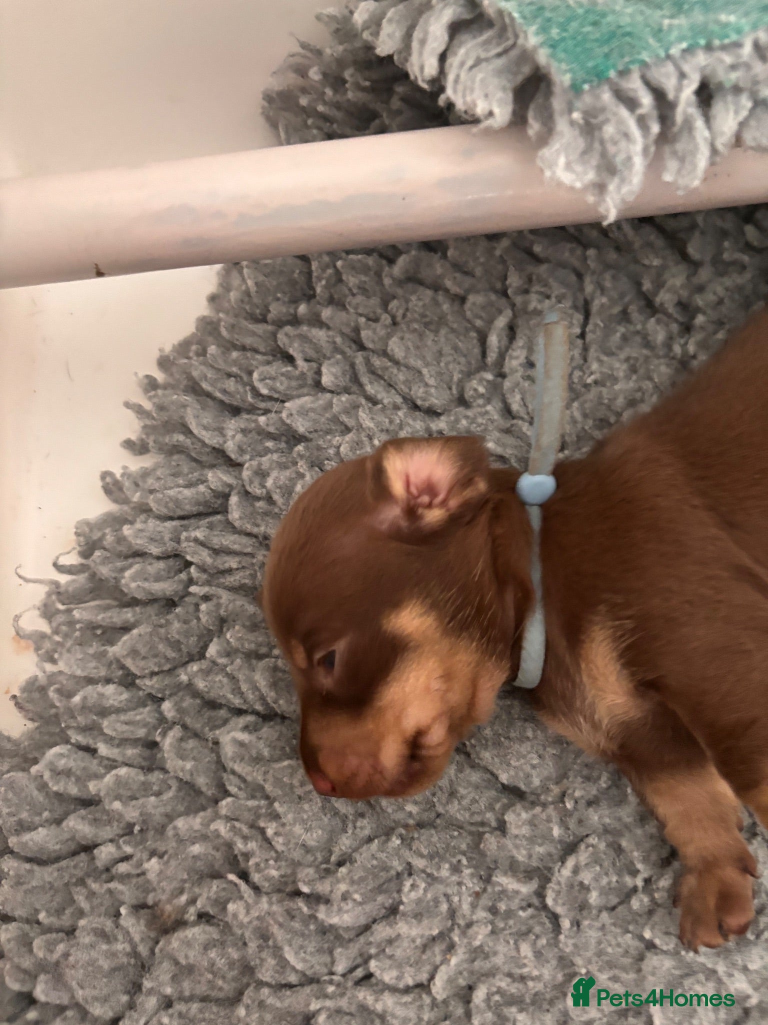 Miniature Dachshund dogs 3 beautiful kc registered Dachund boys 💙💙💙💙 - Advert 2