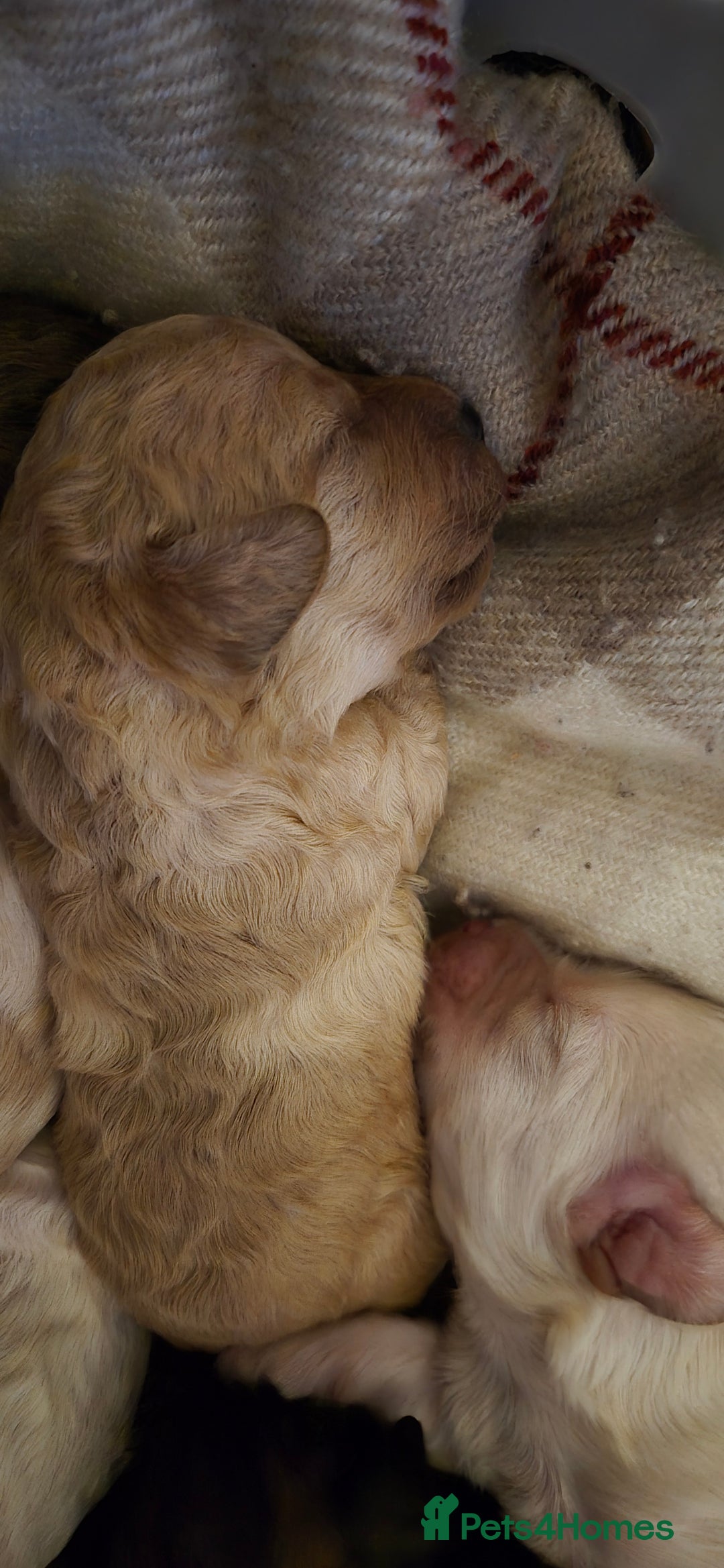 Mixed Breed dogs for sale: Gorgeous cavapoochon puppies - Image 8