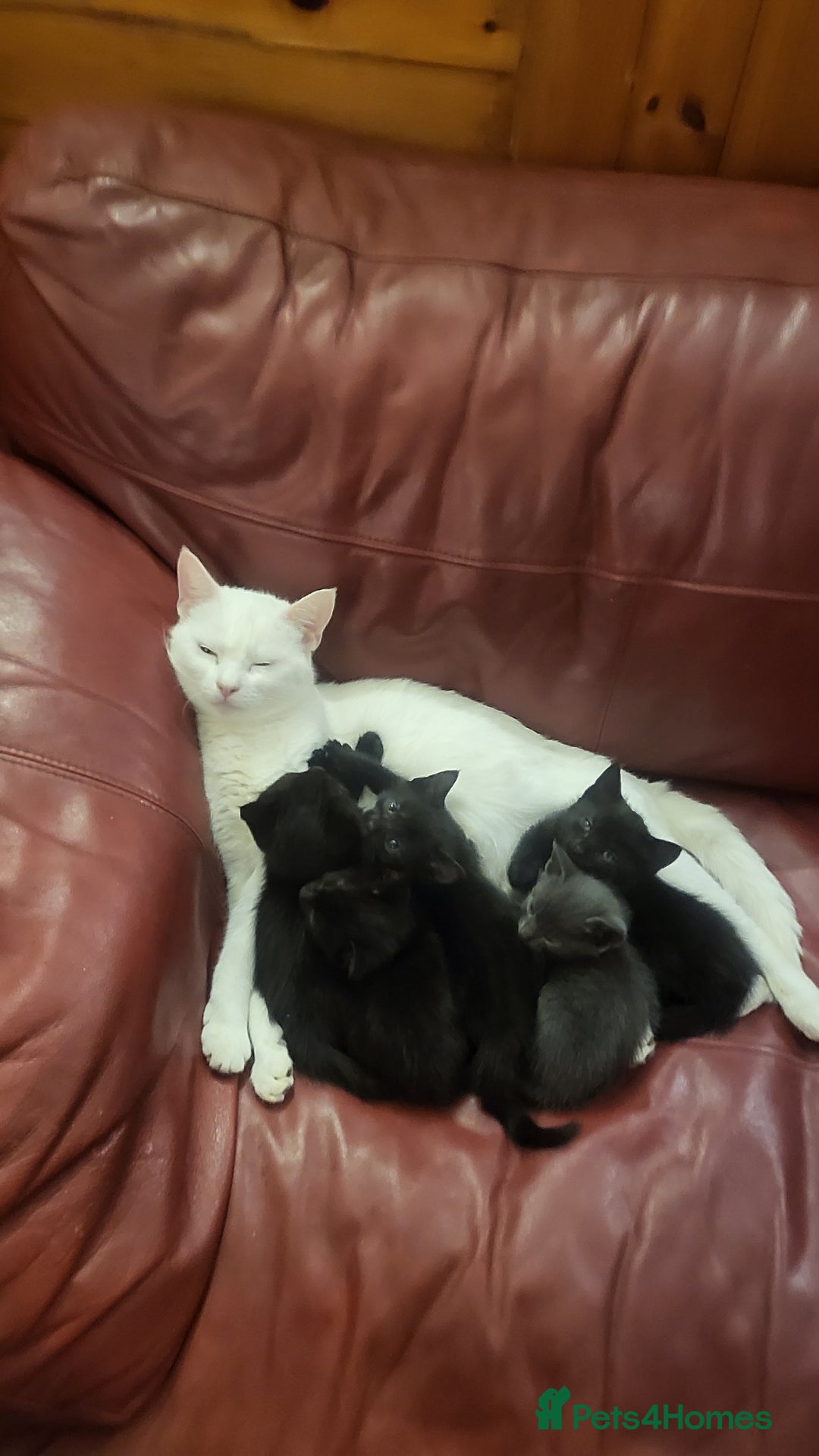 Mixed Breed cats for sale: 7 lovely kittens  - Advert 15