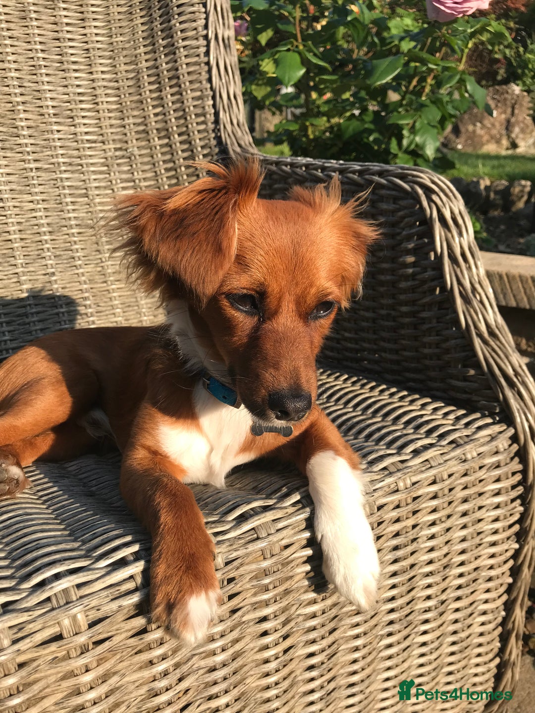 Mixed Breed dogs for sale: Jackawawa - Image 1