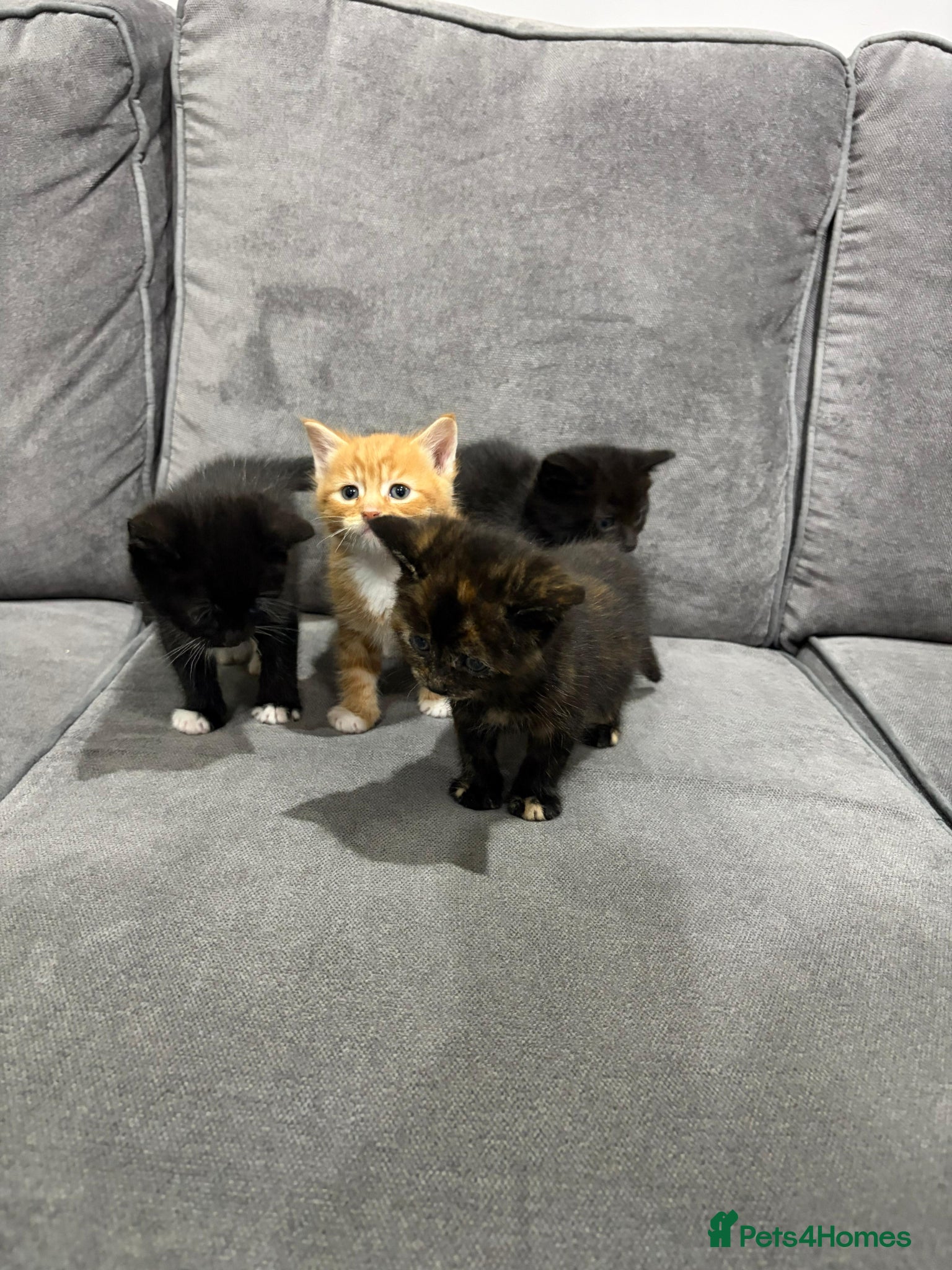 Mixed Breed cats Kittens for sale  - Advert 1