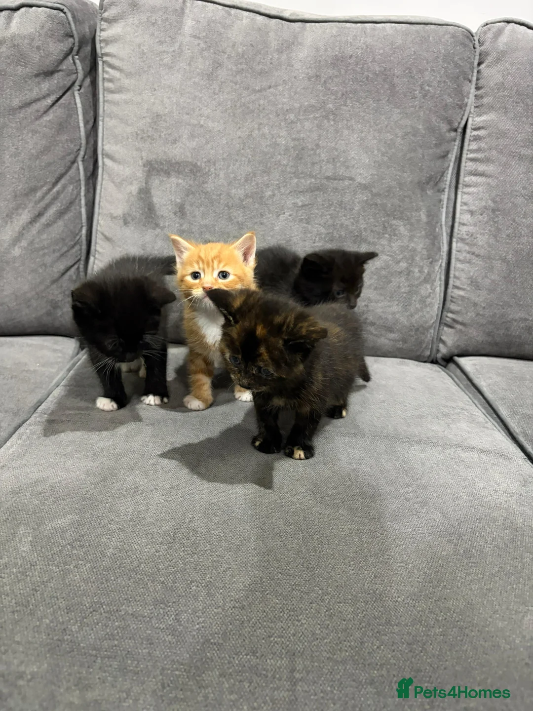 Mixed Breed cats for sale: Kittens for sale  - Advert 1