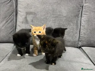 Mixed Breed cats Kittens for sale - Advert 1