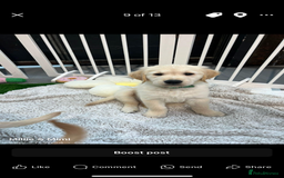 Golden Retriever dogs for sale: 6 Beautiful Golden Retrievers Puppies  - Image 22