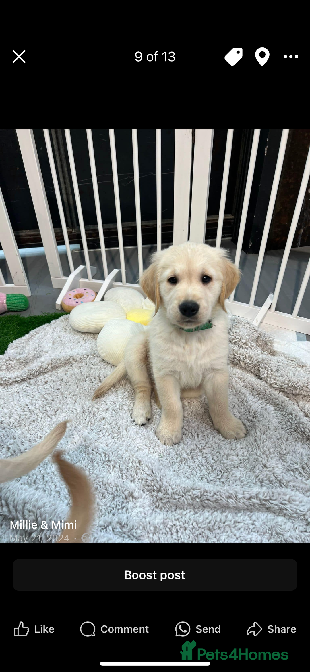Golden Retriever dogs for sale: 6 Beautiful Golden Retrievers Puppies  - Image 22