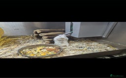 Hamster rodents for sale: Hamster for rehoming  - Image 1