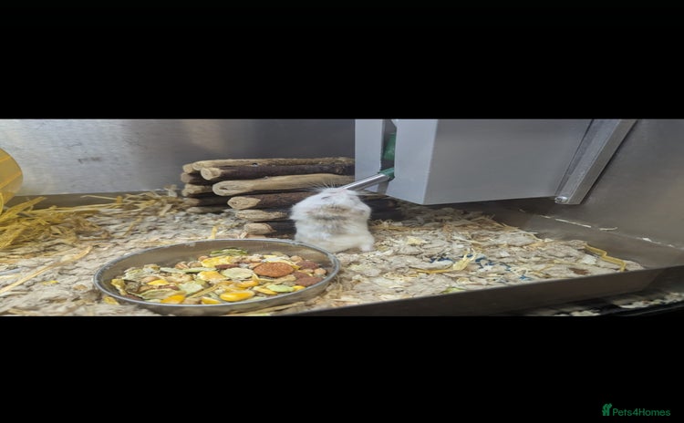 Hamster rodents - Advert 1