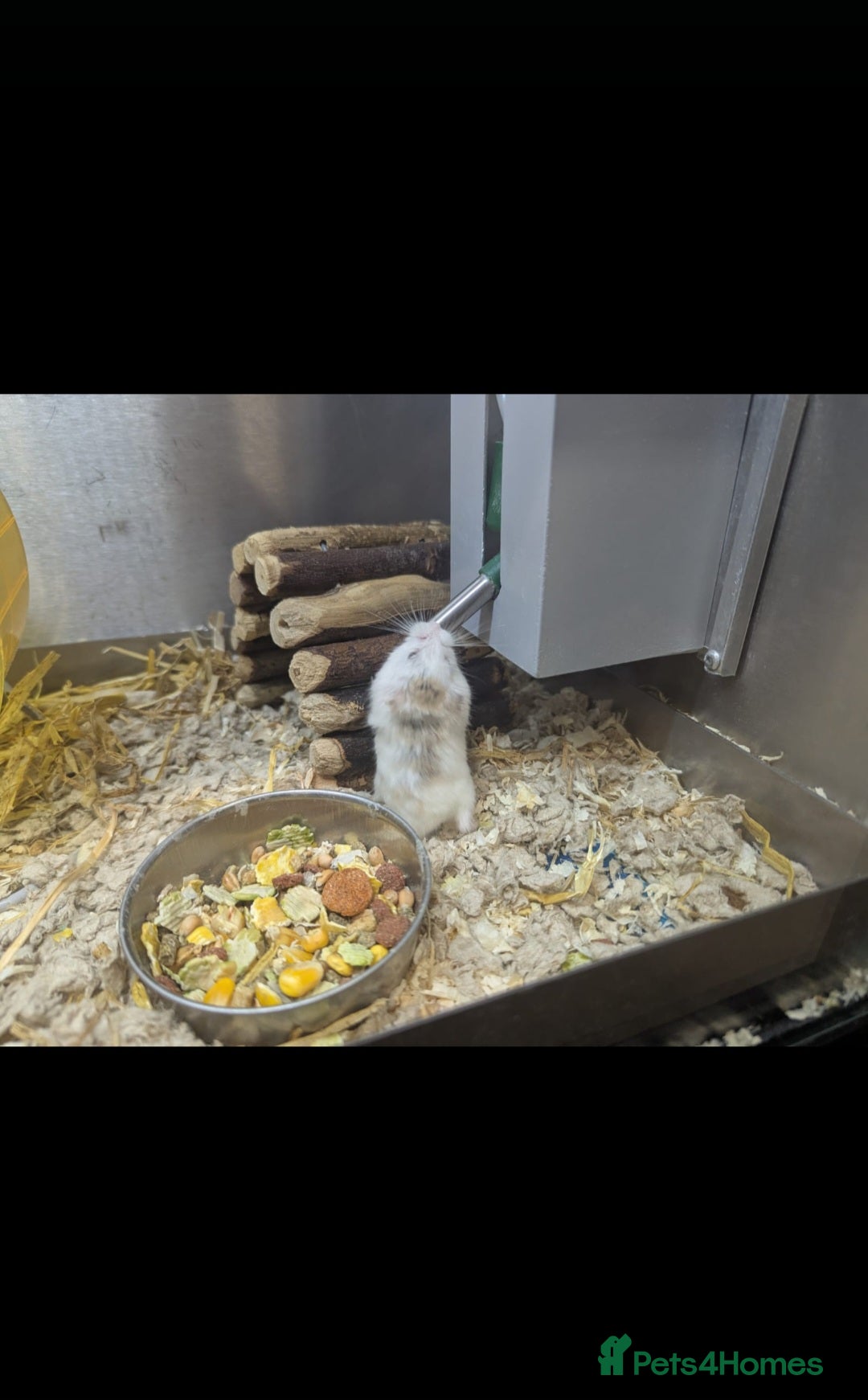 Hamster rodents for sale: Hamster for rehoming  - Image 1