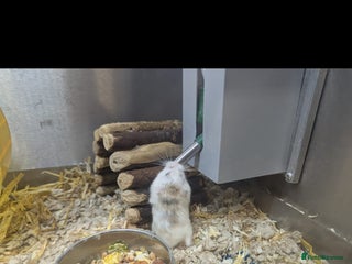 Hamster rodents - Advert 9