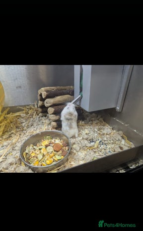 Hamster rodents - Advert 13