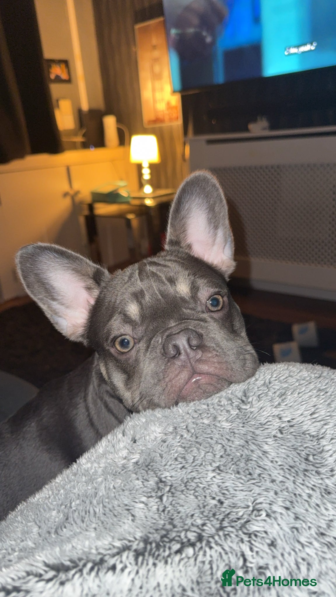 French Bulldog dogs 8 month french bull dog - Advert 1