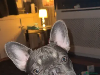 French Bulldog dogs 8 month french bull dog - Advert 1