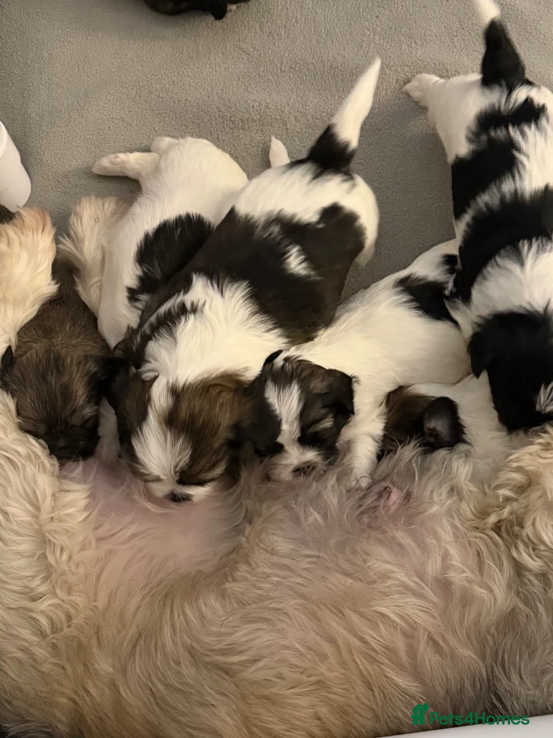 Lhasa Apso dogs for sale: Lhasa Apso Puppies looking for their forever home. in Bishopton - Advert 1