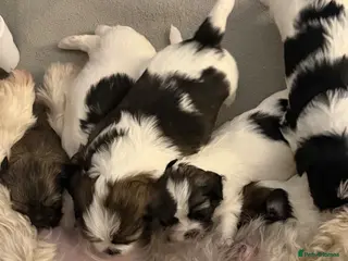 Lhasa Apso dogs Lhasa Apso Puppies looking for their forever home. - Advert 2