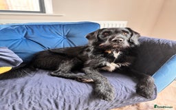 Labradoodle dogs for stud: F1b Miniature Labradoodle (Fully Health Tested) - Image 2